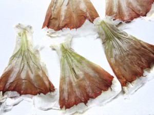Wildes Kleid Datura